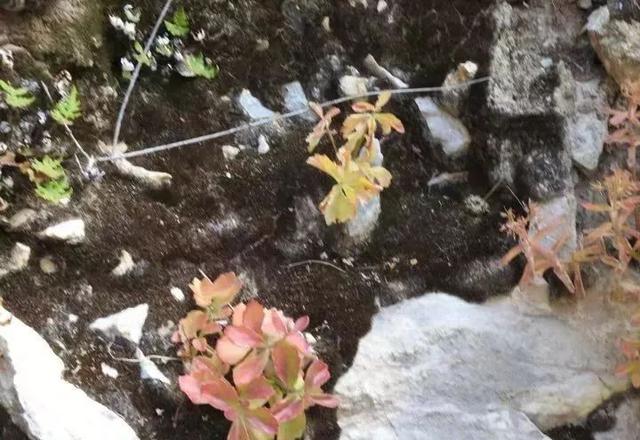 藏獒多少钱一只幼犬？一只藏獒多少钱一只！