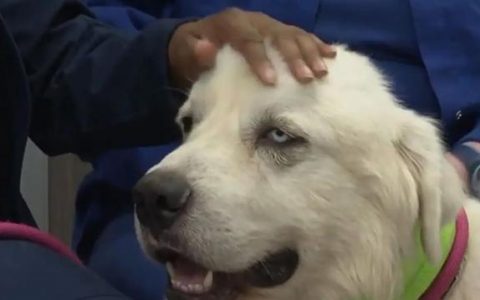 狼狗图片大全_纯种？狼犬图片大全图片大全！