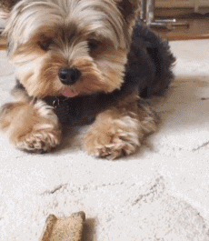 约克夏狗狗图片价格？约克夏狗狗图片价格大全！