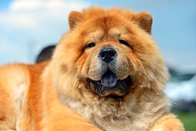 松狮犬图片？松狮犬图片多少钱一只！