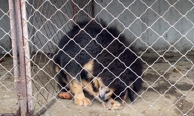 最贵的藏獒多少钱一只？白色藏獒多少钱一只！