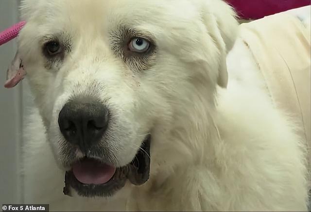 大白熊犬价格多少钱一只图片？大白熊犬价格多少钱一只图片及价格！