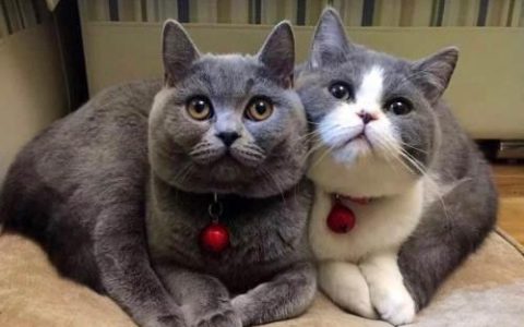蓝猫的价格大约在多少？蓝猫的价格大约在多少钱一只！
