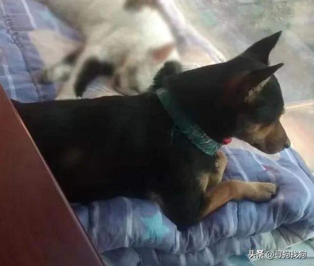 鹿犬图片_小型？鹿犬图片_小型多少钱啊！