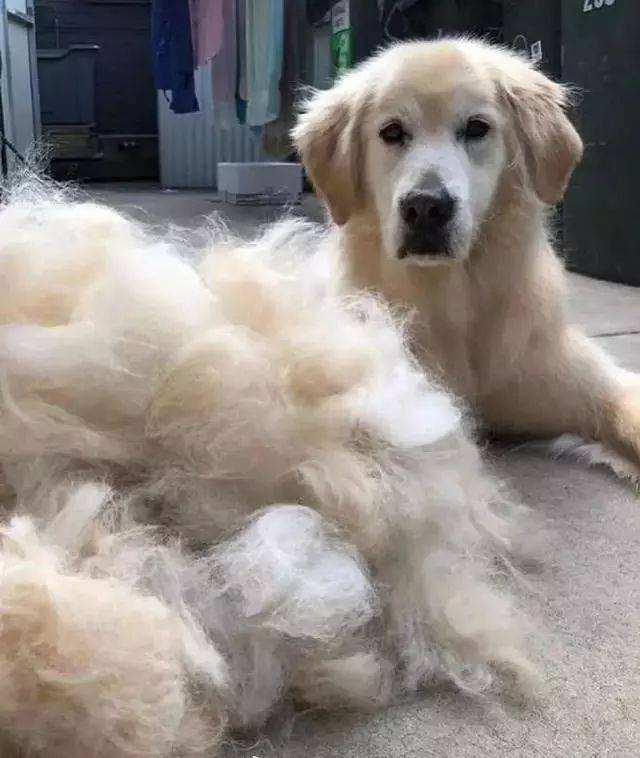 金毛寻回猎犬是什么意思呀？金毛寻回犬是猎犬吗！