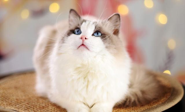 布偶多少钱一只啊图片？布偶多少钱一只啊图片大全！