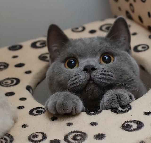 英短蓝猫多少钱一只？英短蓝猫多少钱一只正常价！