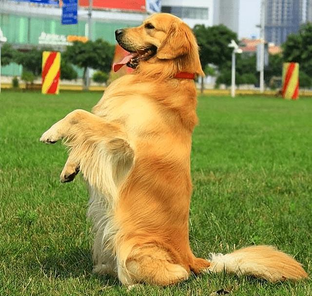 金毛寻回猎犬是什么意思呀？金毛寻回犬是猎犬吗！