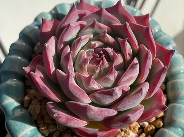 吉娃娃多少钱一只_小狗狗？吉娃娃犬多少钱一条！