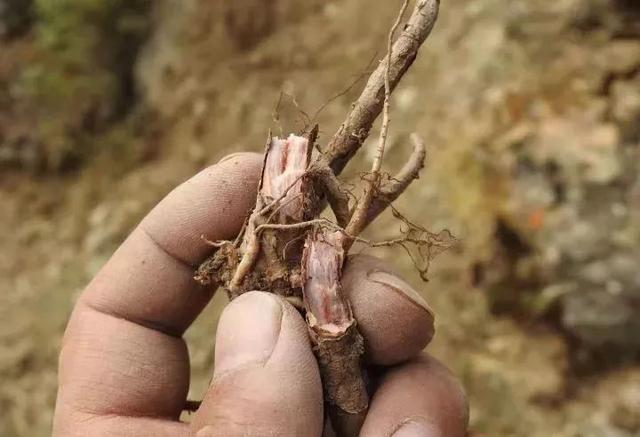 藏獒多少钱一只幼犬？一只藏獒多少钱一只！