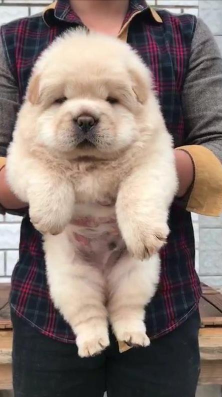 松狮犬多少钱一只_纯种？松狮犬多少钱一只_纯种图片！