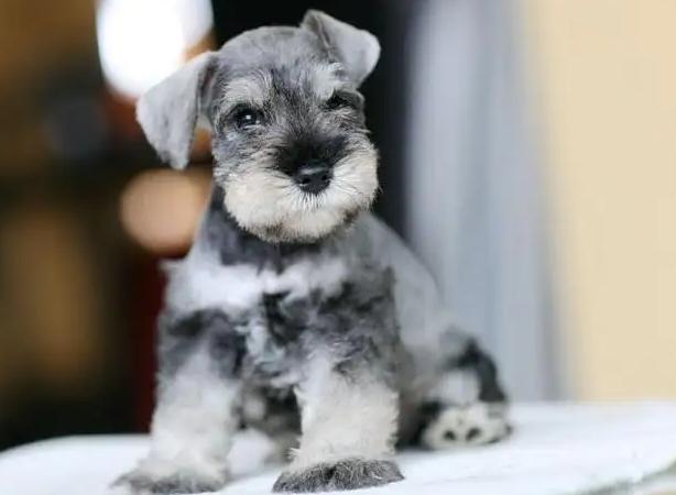 巨型雪纳瑞多少钱一只？纯黑雪纳瑞多少钱一只！