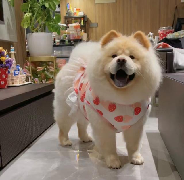 松狮犬多少钱一只_纯种的？松狮犬图片_纯种多少钱！