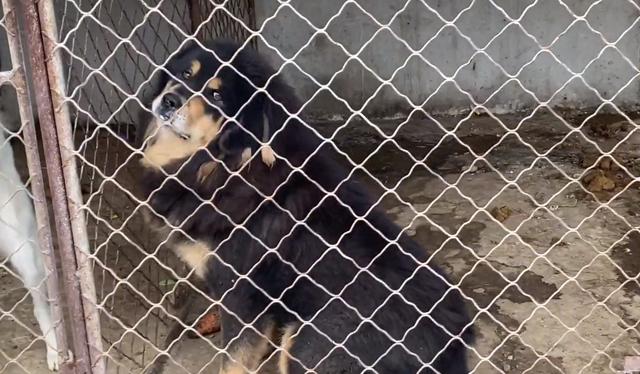 最贵的藏獒多少钱一只？白色藏獒多少钱一只！