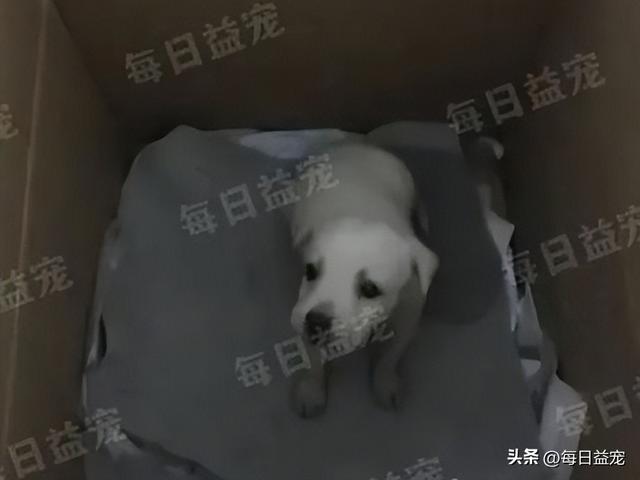 狗铺子网站？宠物狗买卖平台！