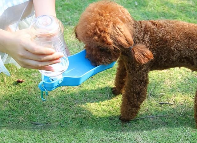 迷你型泰迪犬价格？迷你泰迪犬多少钱！