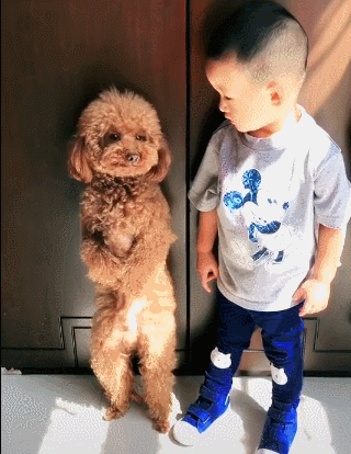 松狮犬多少钱一只_纯种？松狮犬多少钱一只_纯种图片！