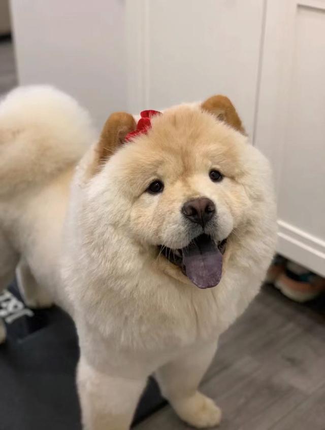 松狮犬多少钱一只_纯种的？松狮犬图片_纯种多少钱！