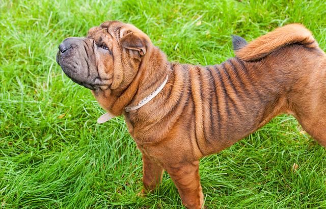 松狮犬图片？松狮犬图片多少钱一只！