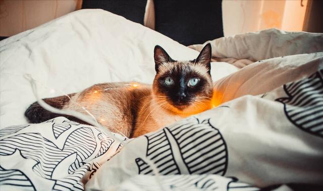 虎斑暹罗猫多少钱一只幼崽？虎斑暹罗多少钱一只小猫！