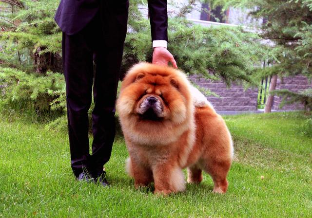 松狮犬多少钱一只_纯种的？松狮犬图片_纯种多少钱！