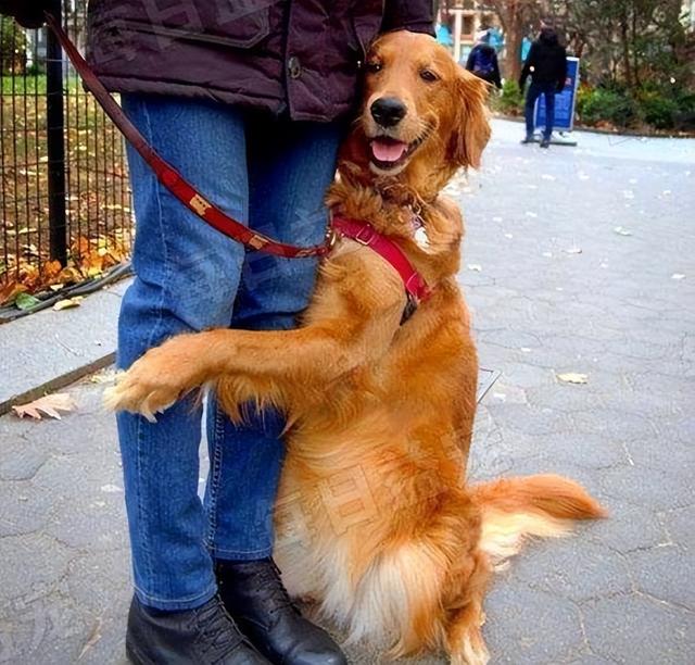 金毛寻回猎犬是什么意思呀？金毛寻回犬是猎犬吗！