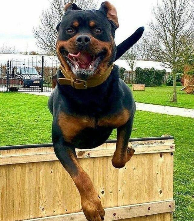 罗威纳犬图片?罗威纳犬图片价格_警犬!