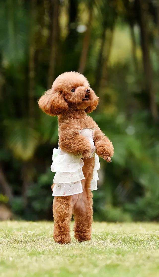 贵宾犬多少钱一只幼崽？贵宾犬多少钱一只幼崽价格！