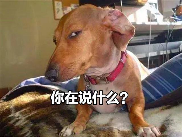 巴哥犬市场价格？巴哥犬的市场价！