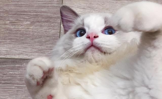 布偶多少钱一只啊图片？布偶多少钱一只啊图片大全！