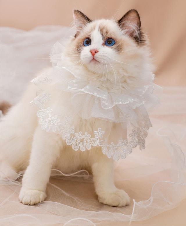 布偶多少钱一只啊图片？布偶多少钱一只啊图片大全！