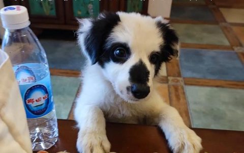一只边牧幼犬大约多少钱？一只边牧幼犬多少钱！