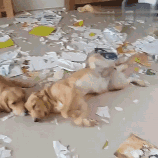 金毛寻回猎犬是什么意思呀？金毛寻回犬是猎犬吗！