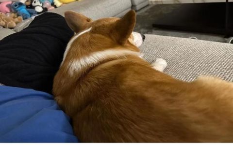 柴犬多少钱一只？正宗柯基犬多少钱一只！