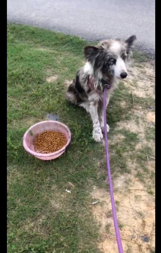 边牧狗图片大全可爱？边牧狗图片大全高清！