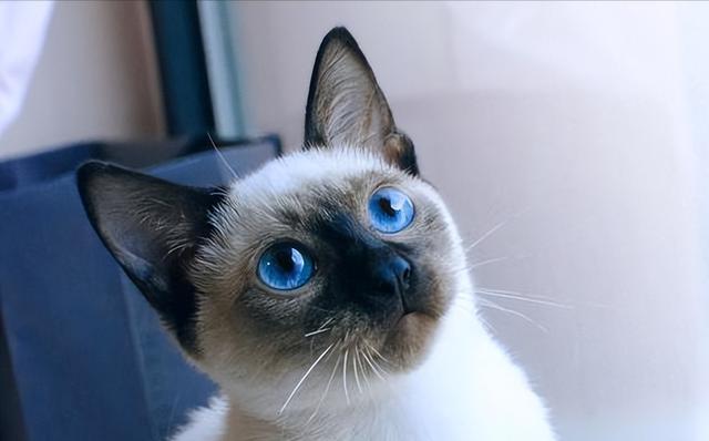 虎斑暹罗猫多少钱一只幼崽？虎斑暹罗多少钱一只小猫！