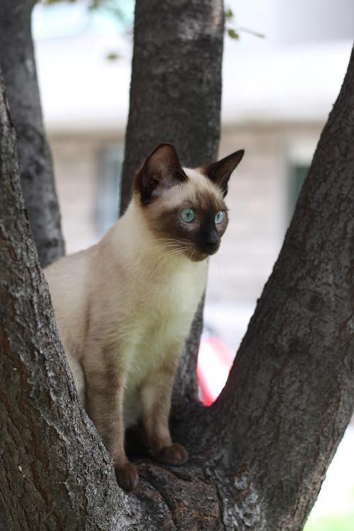 虎斑暹罗猫多少钱一只幼崽？虎斑暹罗多少钱一只小猫！