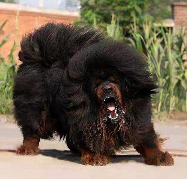 卡斯罗犬图片_巨型?卡斯罗犬图片巨型!