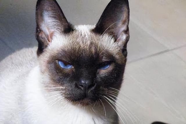 虎斑暹罗猫多少钱一只幼崽？虎斑暹罗多少钱一只小猫！