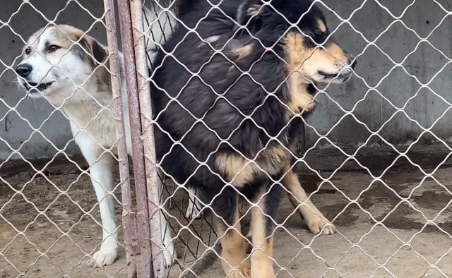 最贵的藏獒多少钱一只？白色藏獒多少钱一只！