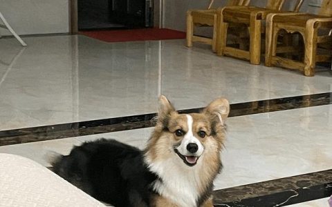 小柯基一般多少钱一只？小柯基一般多少钱一只幼犬！
