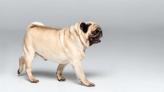 纯黑巴哥犬图片？白色巴哥犬图片！