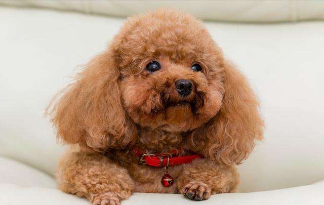 松狮犬多少钱一只_纯种？松狮犬多少钱一只_纯种图片！