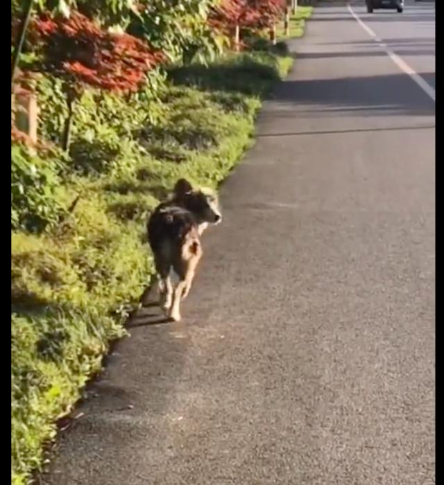 边牧狗图片大全可爱？边牧狗图片大全高清！