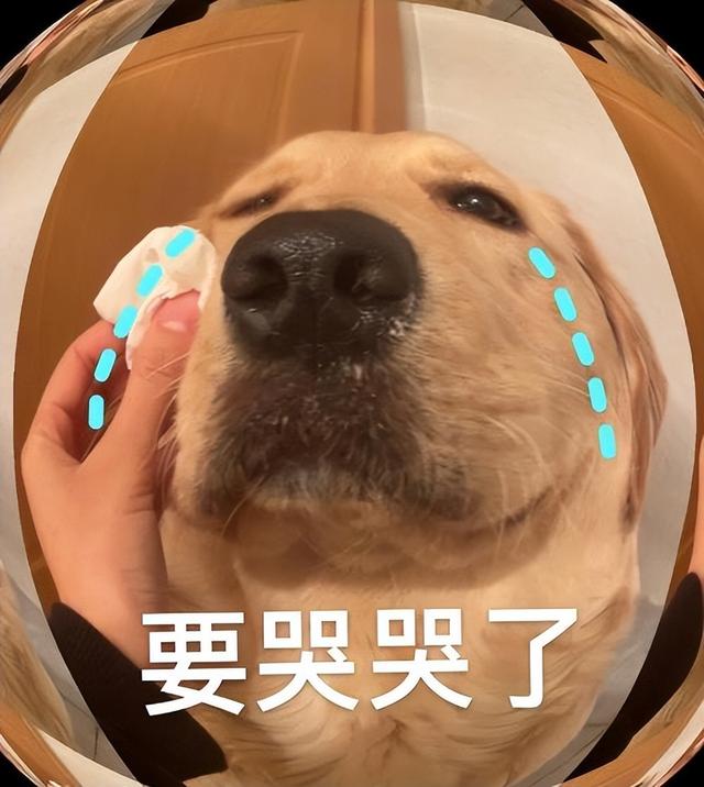 松狮犬多少钱一只_纯种？松狮犬多少钱一只_纯种图片！