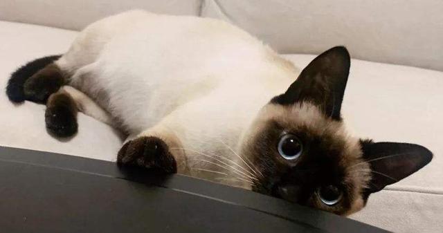 虎斑暹罗猫多少钱一只幼崽？虎斑暹罗多少钱一只小猫！