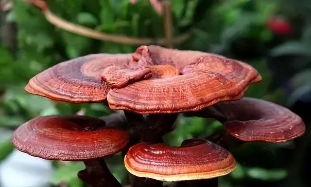 藏獒多少钱一只幼犬？一只藏獒多少钱一只！