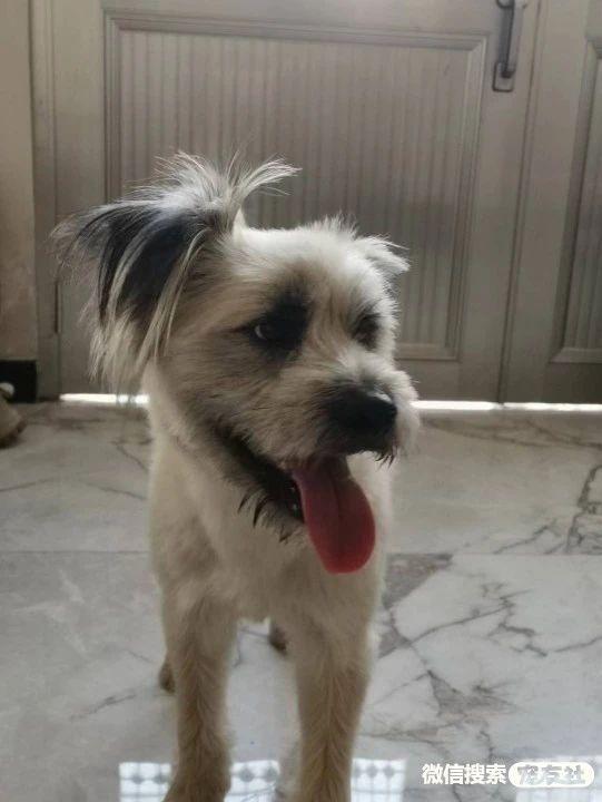 附近宠物狗回收电话岳阳？附近宠物狗回收电话号码！