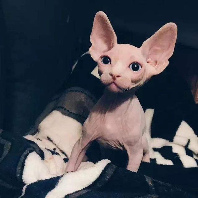 无猫毛价格多少钱一只无猫毛叫什么名字_宠物猫价格？无猫毛的价格！