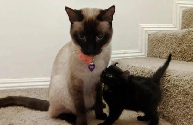 暹罗猫多少钱一只正常价？暹罗猫！